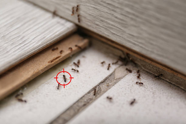 Best Cockroach Control Services  in Inverness, IL